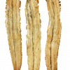 CONGER FISH