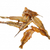 NEDDLE FISH